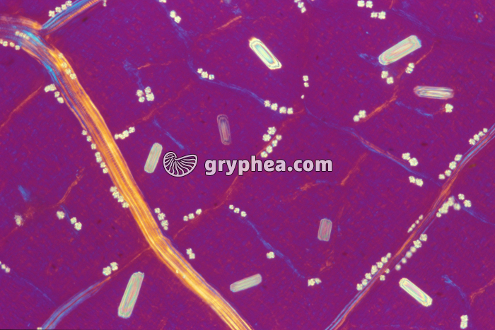 Raphides de Vigne x25 - gryphea.com